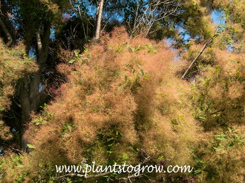 American Smoke Tree (Cotinus obovatus)